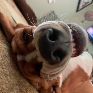 Meet your Posher, Jameson